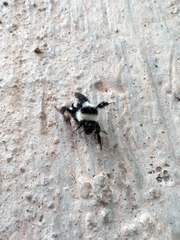 Bombus