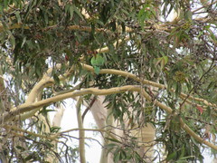 Trichoglossus moluccanus