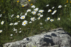 Tripleurospermum caucasicum