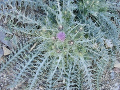 Carduus carlinoides