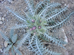 Carduus carlinoides