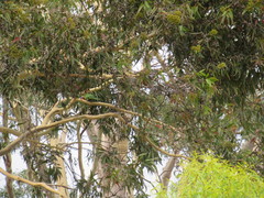 Trichoglossus moluccanus