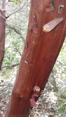 Arctostaphylos catalinae