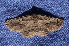 Menophra japygiaria