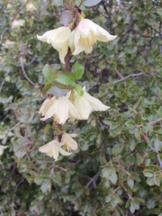 Clematis cirrhosa