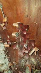 Arctostaphylos catalinae