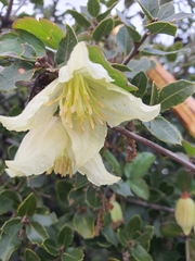 Clematis cirrhosa
