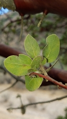 Arctostaphylos catalinae