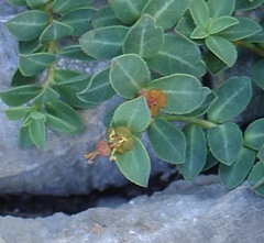 Euphorbia pyrenaica