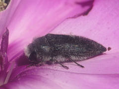 Acmaeodera cylindrica