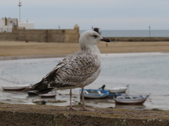 Larus michahellis