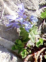 Veronica nummularia