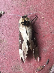 Lophostethus dumolinii