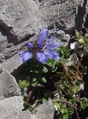 Veronica nummularia