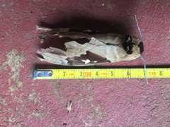 Lophostethus dumolinii