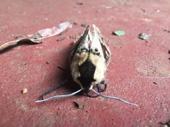 Lophostethus dumolinii