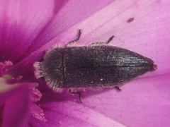Acmaeodera cylindrica