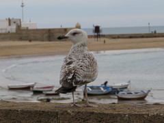 Larus michahellis