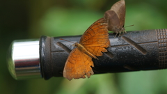 Ariadne specularia arca