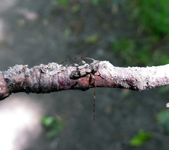 Leiopus femoratus