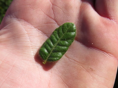 Morella kraussiana