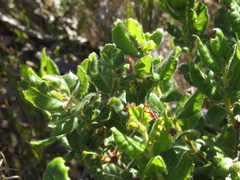 Morella kraussiana