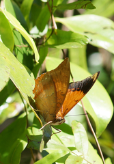 Charaxes bernardus hierax