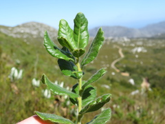 Morella kraussiana