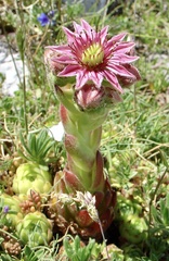 Sempervivum vicentei