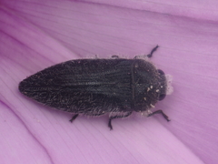 Acmaeodera cylindrica