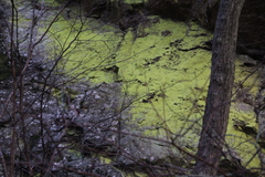 Chrysothrix chlorina