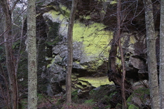 Chrysothrix chlorina