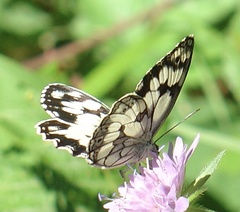 Melanargia