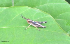 Megaulacobothrus aethalinus