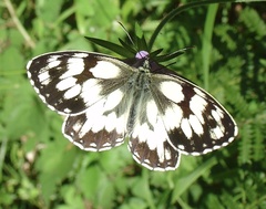 Melanargia