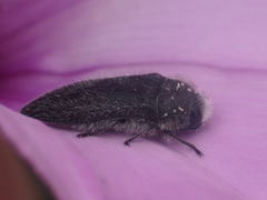 Acmaeodera cylindrica