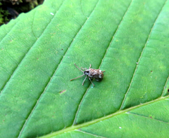 Ptinomorphus imperialis