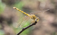 Crenigomphus hartmanni