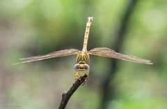 Crenigomphus hartmanni