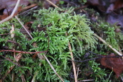 Eurhynchium angustirete