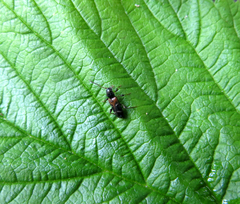 Phymatodes alni