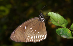 Euploea core godartii
