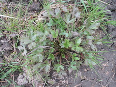 Ranunculus radicans