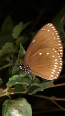Euploea klugii erichsonii