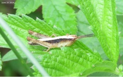 Megaulacobothrus aethalinus
