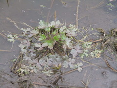 Ranunculus radicans