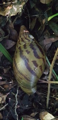 Cochlitoma granulata