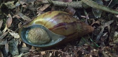 Cochlitoma granulata