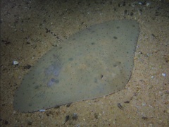 Japanese Butterflyray photo 3