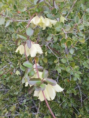 Clematis cirrhosa